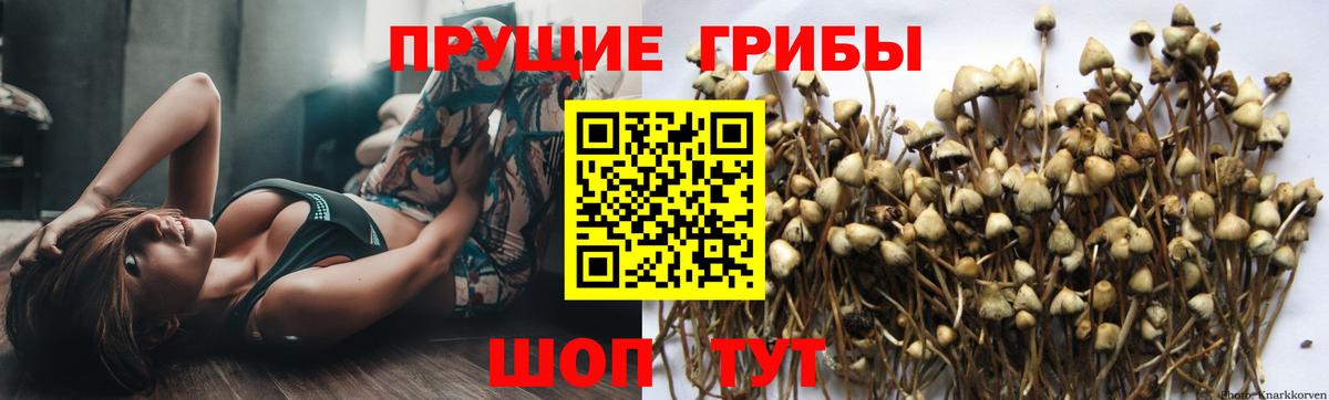 Курчалой  Галлюциногенные грибы Psilocybine cubensis  Вход с VPN 